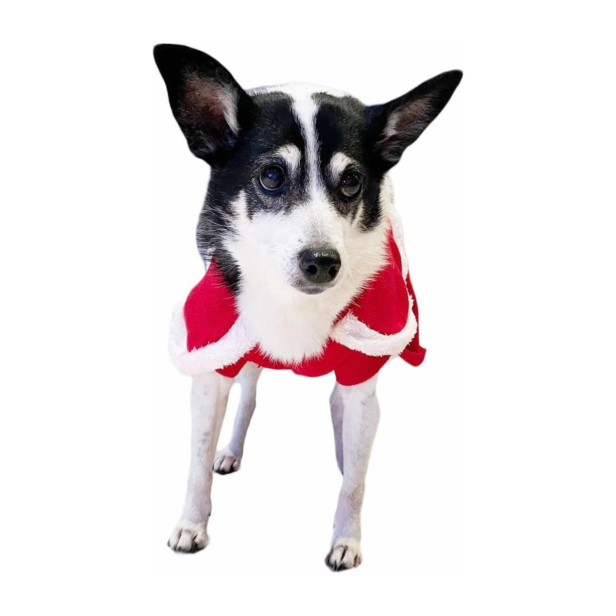 Cute Festive Red Funny Santa Claus Father Christmas Party Boy Girl SMALL DOG BREED ONLY Puppy Kitten Cat Warm Winter Fleece Costume Clothes Jumper Dress Skirt Coat Walking Hoodie Outfit (XXL)
