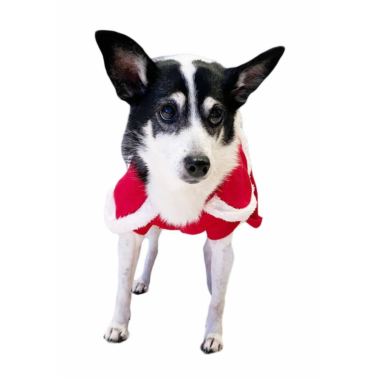 Cute Festive Red Funny Santa Claus Father Christmas Party Boy Girl SMALL DOG BREED ONLY Puppy Kitten Cat Warm Winter Fleece Costume Clothes Jumper Dress Skirt Coat Walking Hoodie Outfit (XXL)
