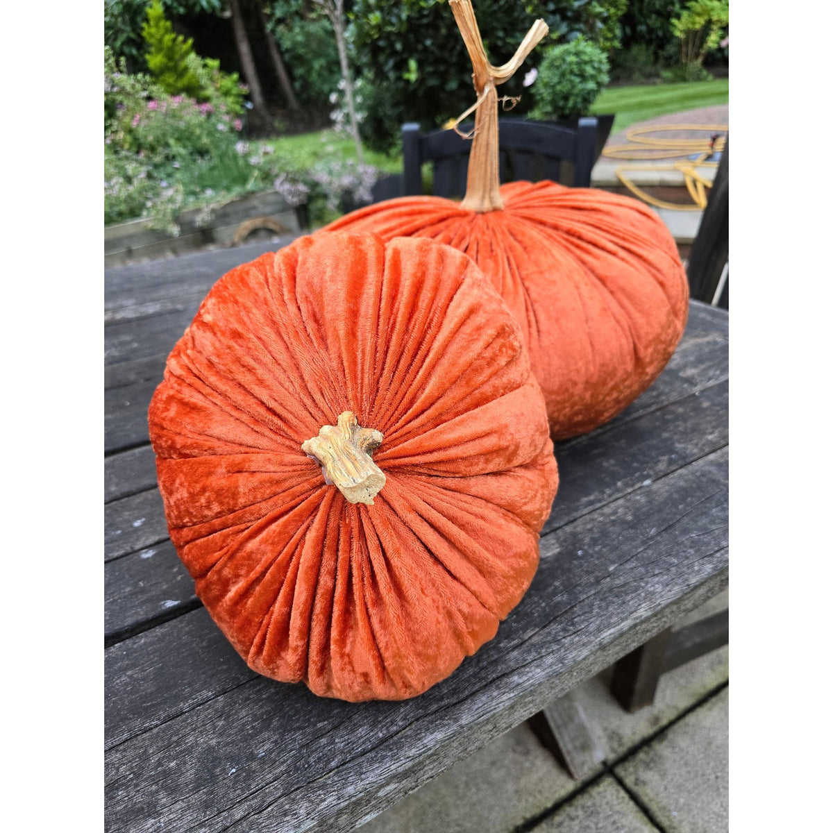 Jumbo XXL Classic Velvet Pumpkin with Real Stem