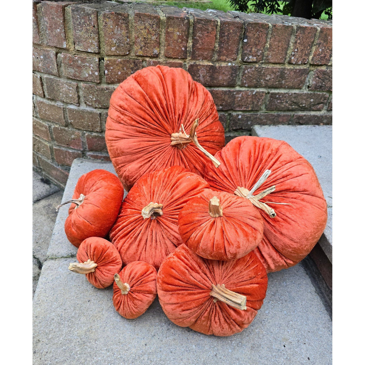 Jumbo XXL Classic Velvet Pumpkin with Real Stem